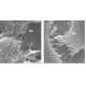 NanoBone®| granulat GRUBOZIARNISTY 1,2 ml